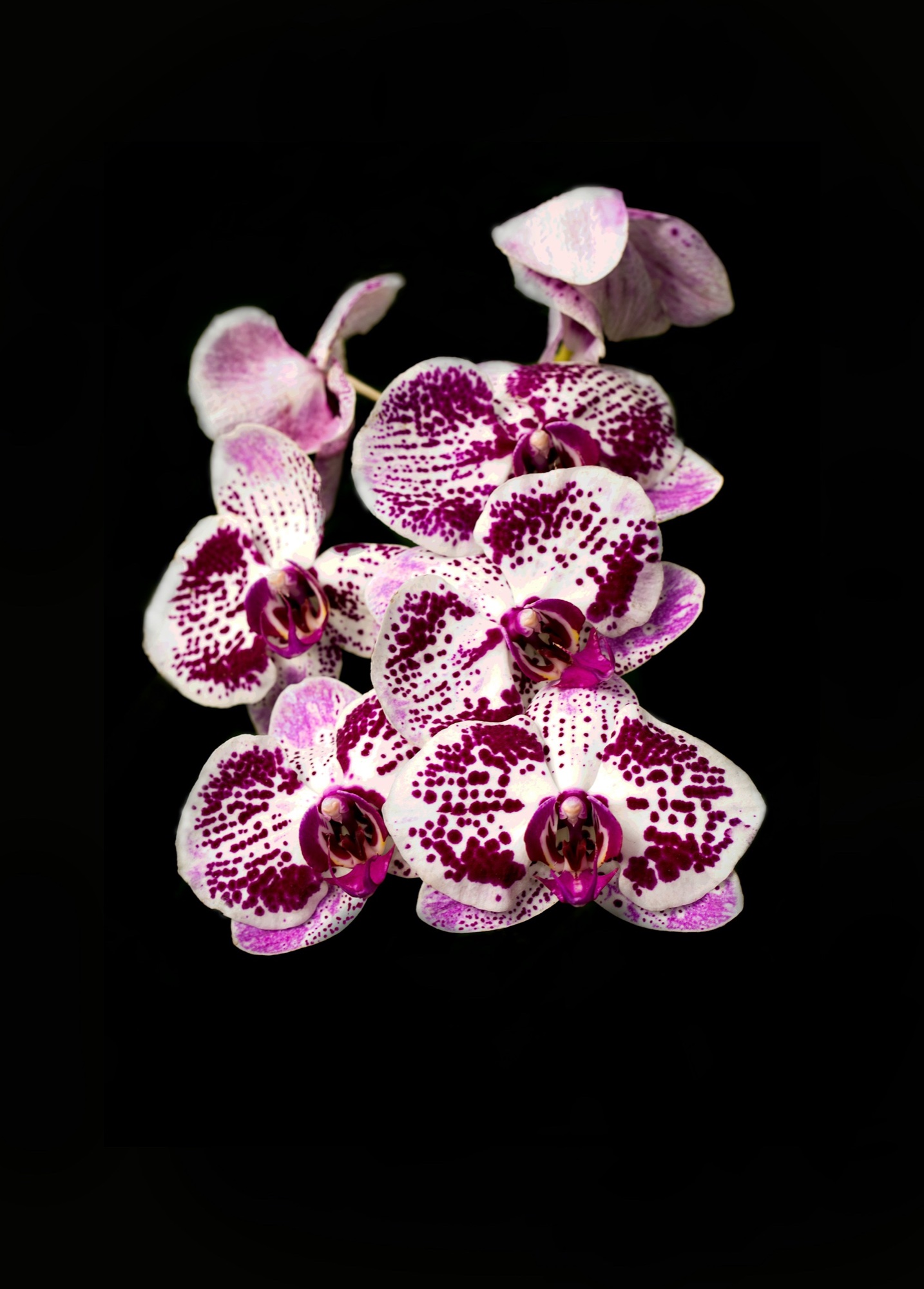 Mottled pink and white Phalaenopsis orchid bloom in deep focus