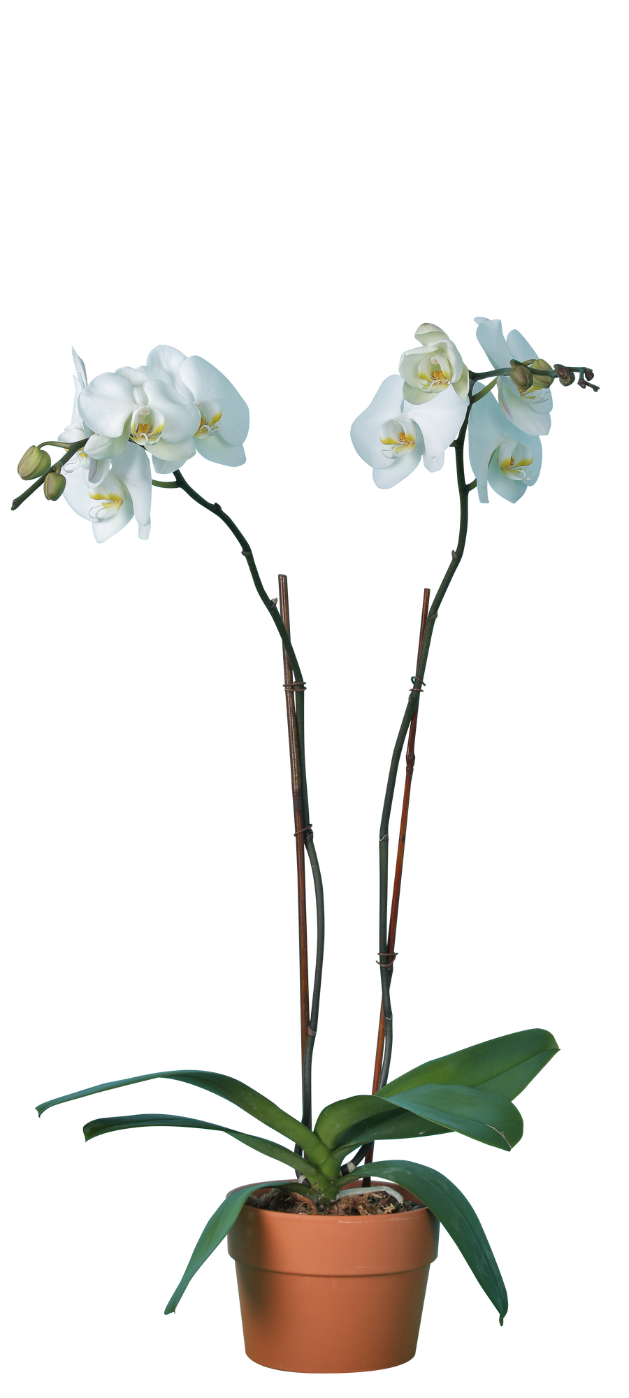 A tall white and rose Phalaenopsis spike from the United Orchids greenhouse