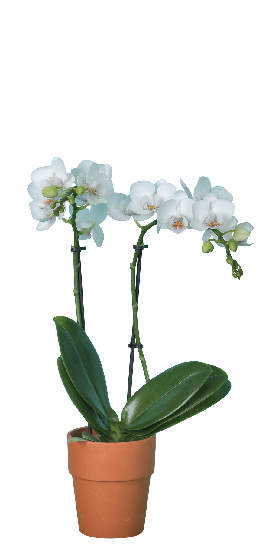 A 5 inch mottled pink Phalaenopsis orchid