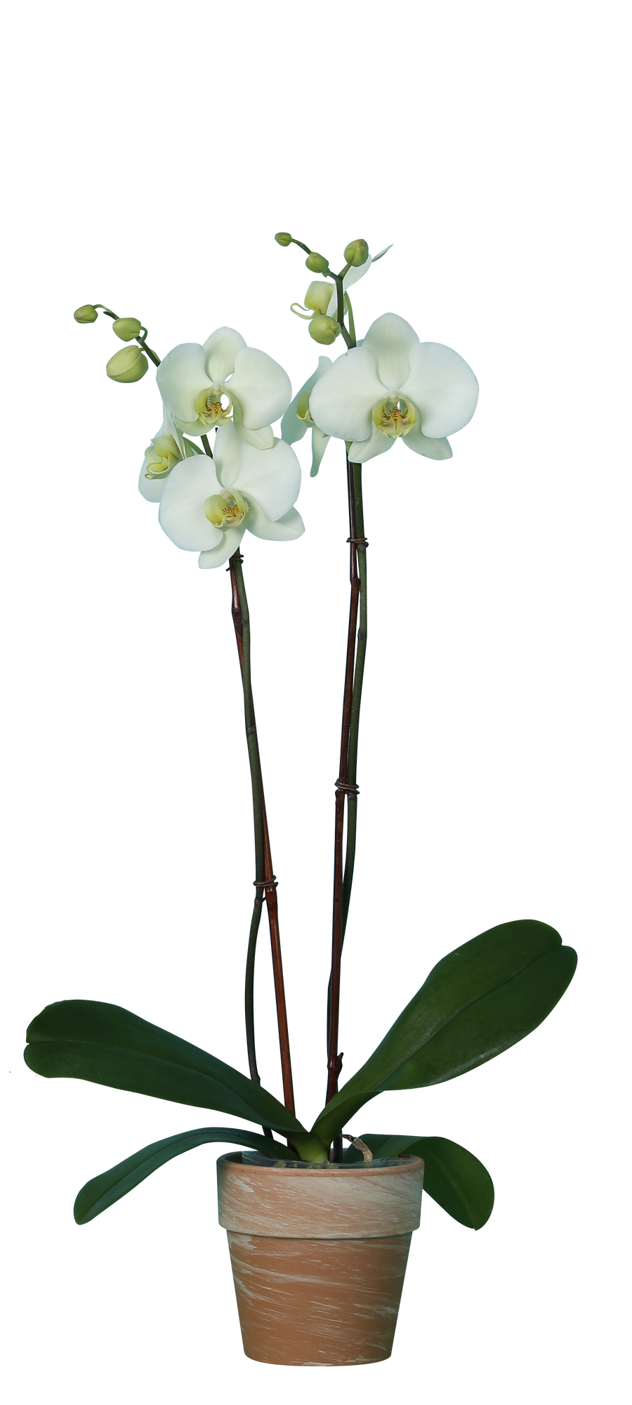 A tall 6 inch Phalaenopsis orchid in cascading blooms