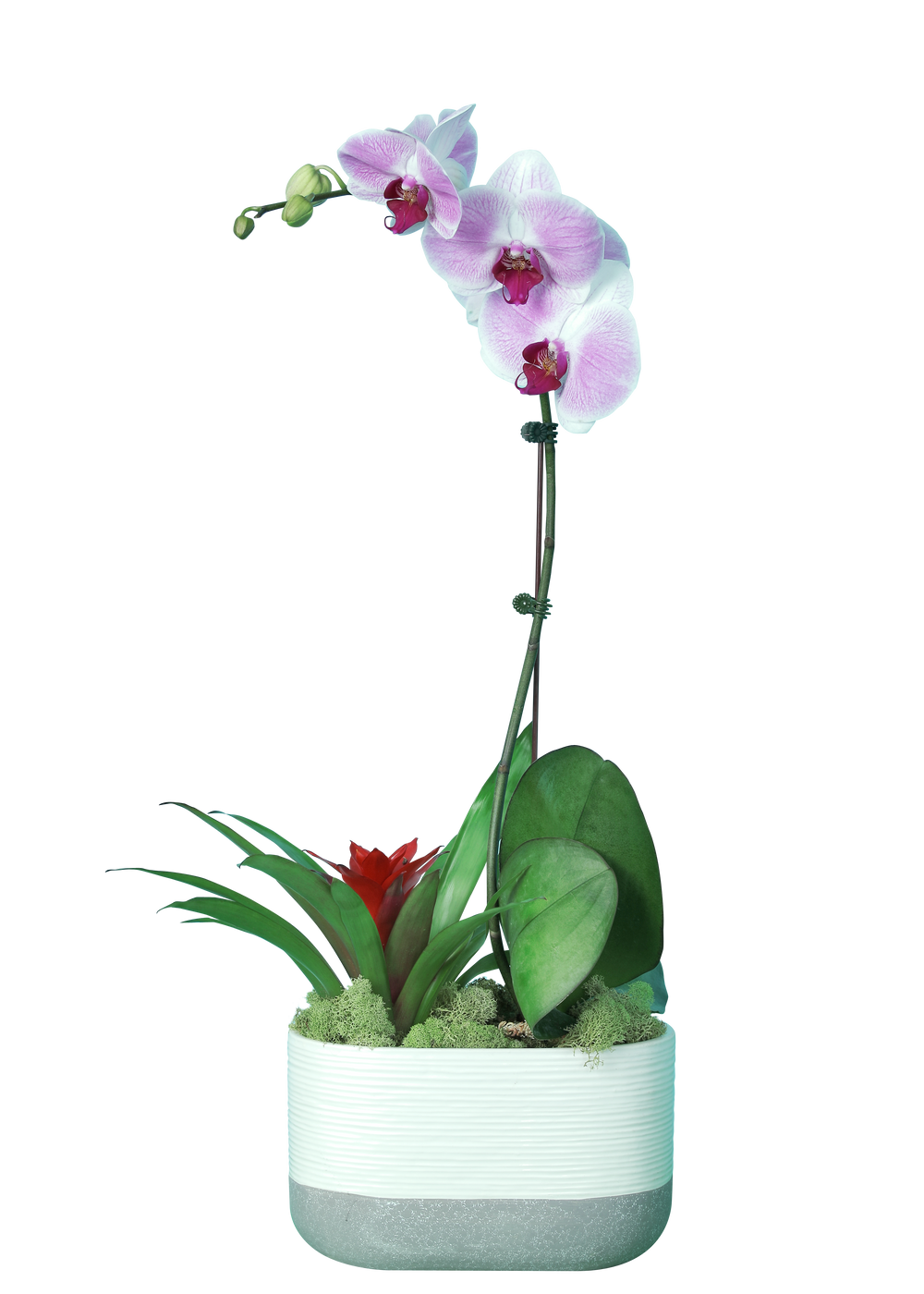 A 3 inch pink Phalaenopsis orchid