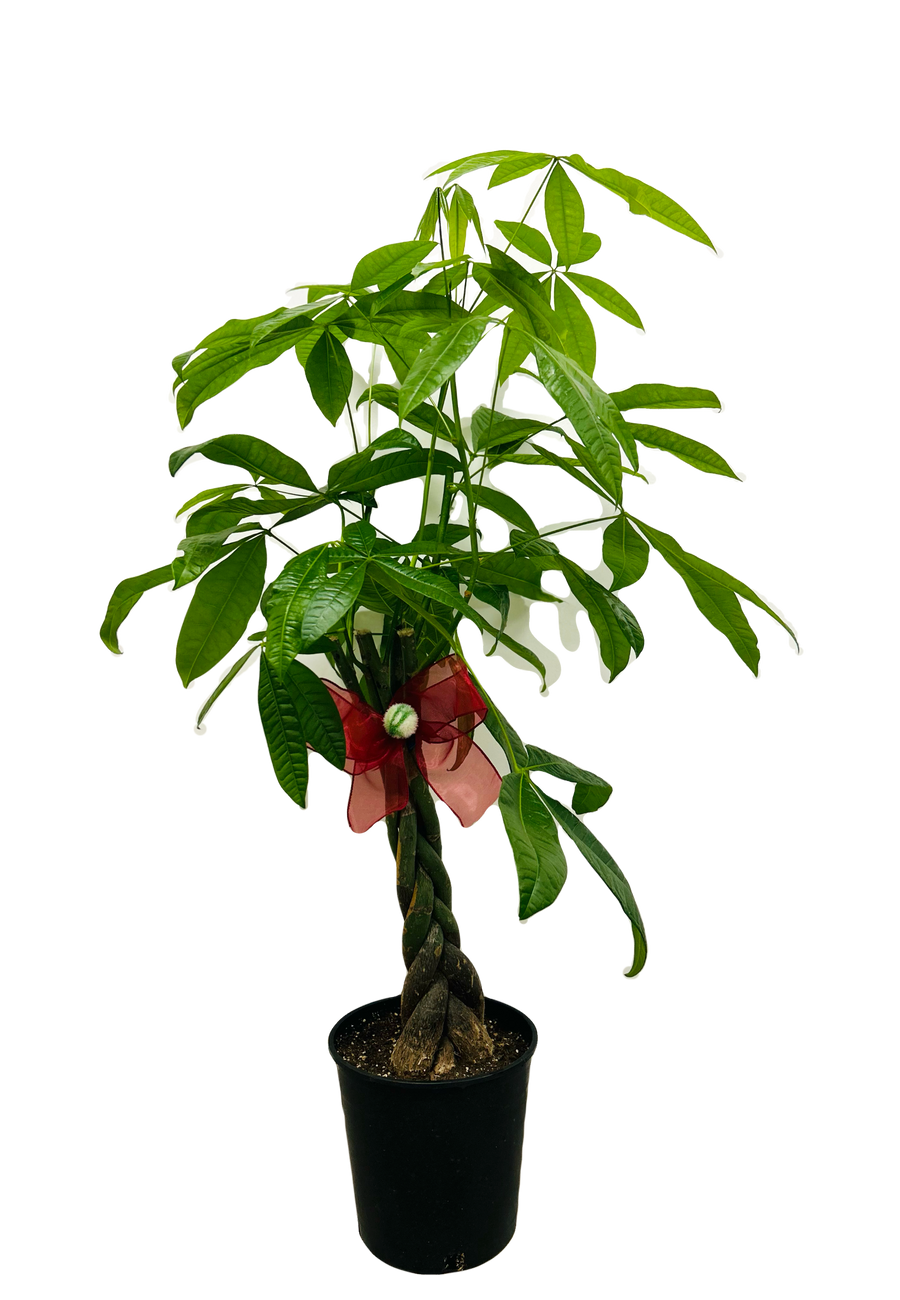 A mixed-bloom orchid arrangement